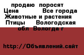 продаю  поросят  › Цена ­ 1 000 - Все города Животные и растения » Птицы   . Вологодская обл.,Вологда г.